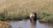 Spotted Hyena, crocuta crocuta, Mother and young standing in water, Masai Mara Park in Kenya,