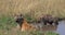 Spotted Hyena, crocuta crocuta, Mother and Young standing in Water, Masai Mara Park in Kenya,