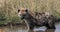 Spotted Hyena, crocuta crocuta, Young standing in Water, Masai Mara Park in Kenya,