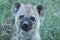 Spotted hyena cub face closeup.