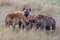 Spotted Hyena Cubs, Kenya, Africa