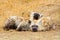 Spotted Hyena Cubs, Kruger National Park, South Af