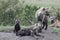 Spotted hyena cubs by their den.