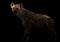 Spotted hyena in the dark