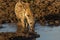 Spotted Hyena drinking from a small pool in Mashatu Game Reserve