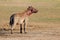 Spotted hyena after feeding - Kalahari desert