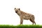 Spotted hyena with green grass isolated