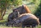 Spotted Hyena and her pups in the bush