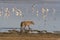 Spotted Hyena hunting flamingo on safari in Kenya. Sunrise in Nakuru lake