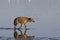Spotted Hyena hunting flamingo on safari in Kenya. Sunrise in Nakuru lake