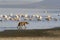 Spotted Hyena hunting flamingo on safari in Kenya. Sunrise in Nakuru lake