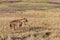 Spotted hyena hunting in Masai mara