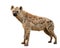 Spotted hyena isolated