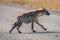 Spotted hyena jogs across road in sunshine