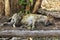 Spotted hyena, Kruger National Park