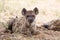 Spotted Hyena lying