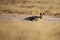 A spotted hyena is lying on the ground and looks up.