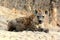 Spotted Hyena lying in the Sun