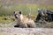 SPOTTED HYENA LYING IN THE SUN NEXT TO A POOL OF WATER