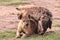 Spotted hyena mom and her cub in the african savannah.