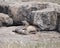 Spotted hyena mother and cub lying on a rock