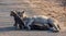 Spotted Hyena mother and cubs