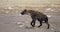 Spotted hyena, Namibia Africa safari wildlife