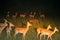 Spotted hyena patrolling among impalas by night, Maasai Mara Gam