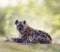 Spotted hyena resting