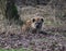 Spotted hyena resting