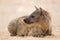 Spotted hyena resting - Kalahari desert