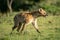 Spotted hyena running across grass with catchlight