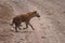 Spotted hyena running across the road in the Ngorongoro crater.