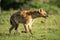 Spotted hyena runs across grass with catchlight