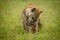 Spotted hyena sits on grass chewing bone