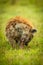 Spotted hyena sits in grass gnawing bone