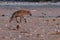 Spotted Hyena in sparse landscape