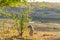 Spotted Hyena standing in the bush at sunrise. Wildlife Safari in Kruger National Park, the main travel destination in South