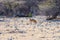 Spotted Hyena standing in the bush at sunrise. Wildlife Safari in Kruger National Park, the main travel destination in South Afric