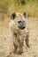 Spotted Hyena Standing Still, Kruger National Park, South Africa