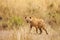 Spotted hyena stands alert in dried grass