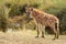 Spotted hyena stands by river eyeing camera