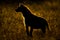 Spotted hyena stands silhouetted in long grass