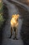 Spotted hyena stands on track at dawn
