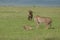 Spotted hyena stealing a carcass from a cheetah.