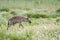 Spotted hyena in tall green grass.