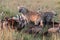 Spotted hyena and vultures feeding on a carcass in the african savannah.