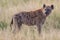 Spotted Hyena walking in the long grass.