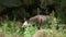 Spotted hyena walking on rocky background in a forest