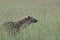 Spotted hyena walking in tall grass.